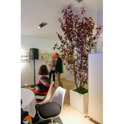 blutpflaume_im_kubus_weiss_