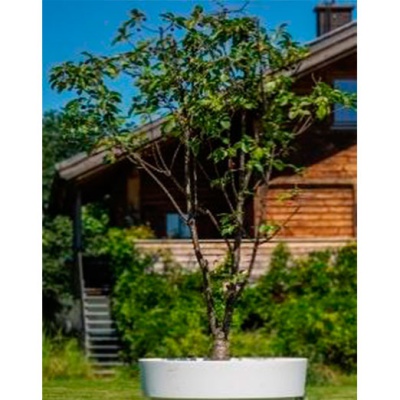 decher_kirschbaum-im-gartentopf