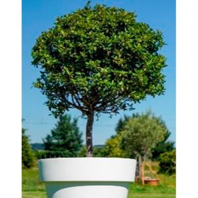 decher_lorbeerbaum-im-gartentopf