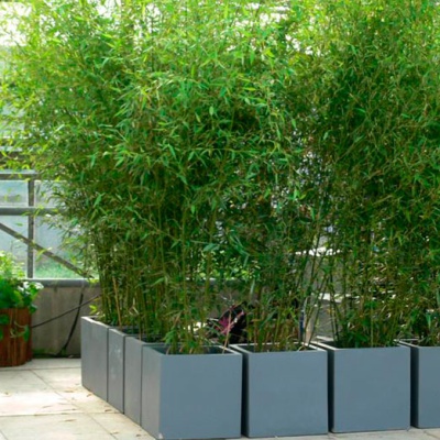 decher_raumteiler-bambus-m-im-grauen-kubus