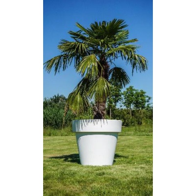 mietpflanzen6_509967744