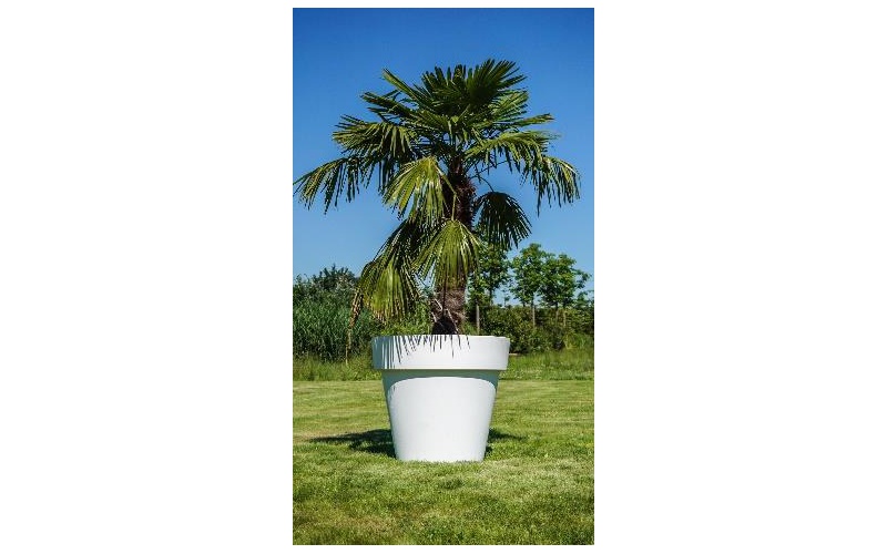 chamaerops_gartentopf