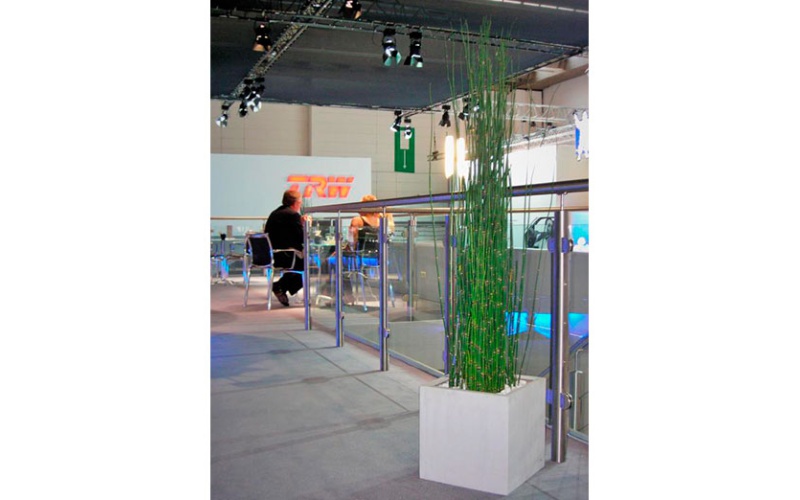 decher_equisetum-im-kubus-weiss