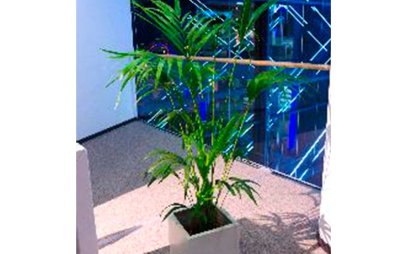 decher_kentie-im-kubus