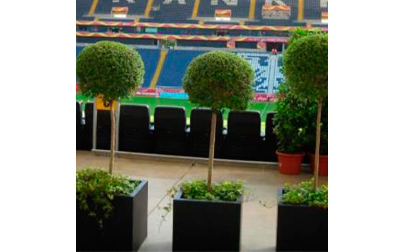 decher_liguster-im-kubus-schwarz