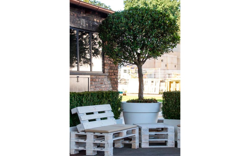 decher_lorbeerbaum-alt-im-gartentopf--palettenmobel