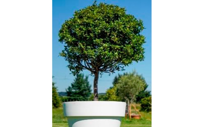 decher_lorbeerbaum-im-gartentopf